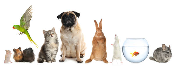 istock Group of different domestic animals on white background, collage 1771364288