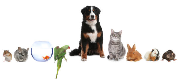 istock Group of different domestic animals on white background, collage 1771364290
