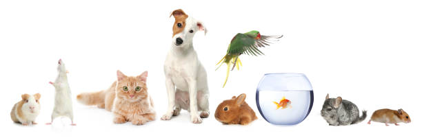 istock Group of different domestic animals on white background, collage 1771364291