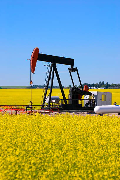 istock Pump Jack in a Canola Field 177136562