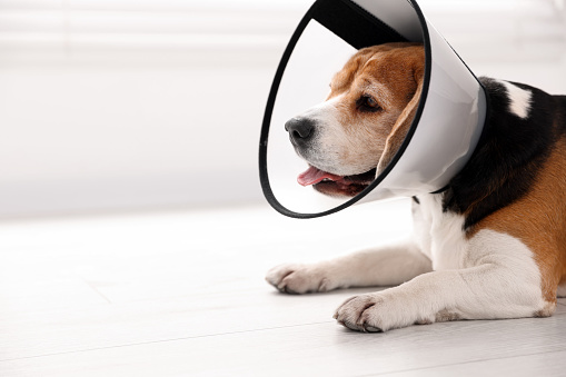 Adorable Beagle dog wearing medical plastic collar on floor indoors, space for text