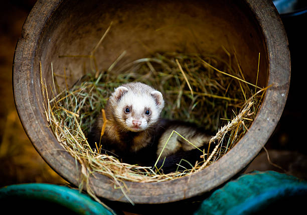istock Ferret found a home in an old flower pot 177136626