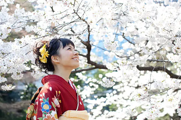 Woman wearing Japanese kimono under cherry blossoms.