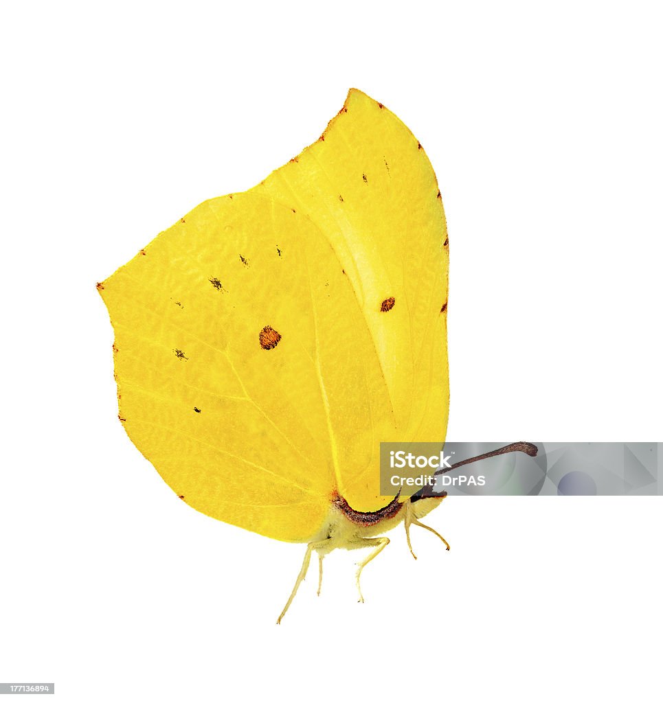 Helle gelbe brimstone butterfly - Lizenzfrei Extreme Nahaufnahme Stock-Foto