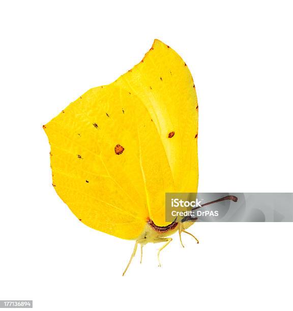 Helle Gelbe Brimstone Butterfly Stockfoto und mehr Bilder von Extreme Nahaufnahme - Extreme Nahaufnahme, Fotografie, Freisteller – Neutraler Hintergrund