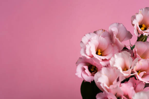 istock Pink flowers on pink background, closeup 1771369268