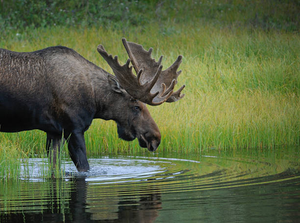BullMoose "A Bull Moose (Alces alces) wades into a pond to feed on aquatic grasses, Denali National Park, Alaska." alces alces gigas stock pictures, royalty-free photos & images
