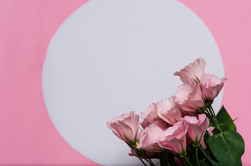 Soft pink flowers arranged on a pink background with white round paper. In close-up, with huge space for text