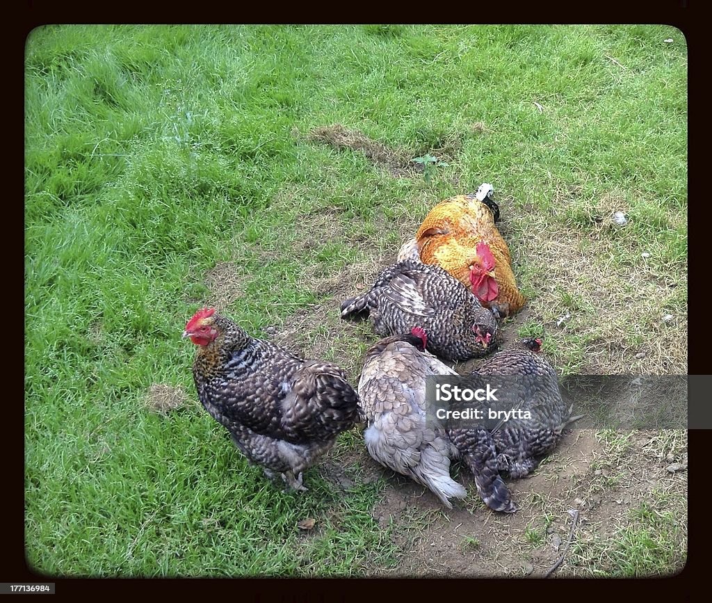 - Huhn - Lizenzfrei Domestizierte Tiere Stock-Foto