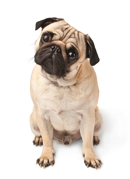 istock Close-up of Pug 177137003