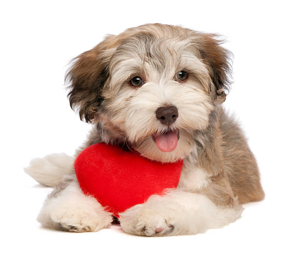 istock Lover Valentine chocolate Havanese puppy 177137056