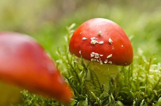 Toadstools in moss (Amanita muscaria) stock photo