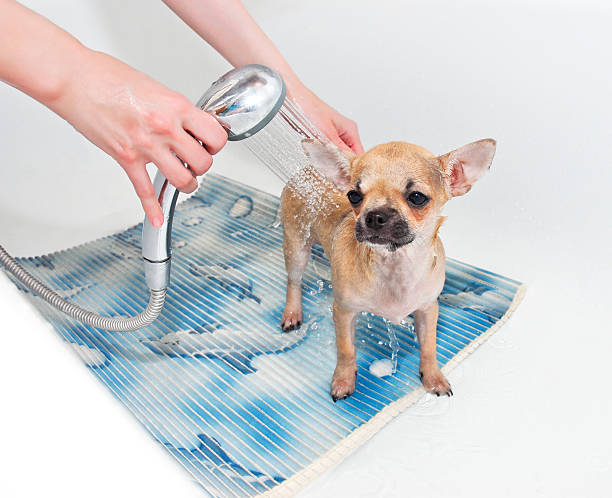 chiot chihuahua prenant une douche - chihuahua stroking pets human hand photos et images de collection