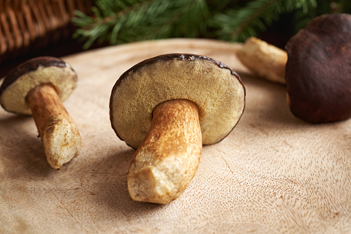 Fresh pine boletes on a table - wild edible mushrooms