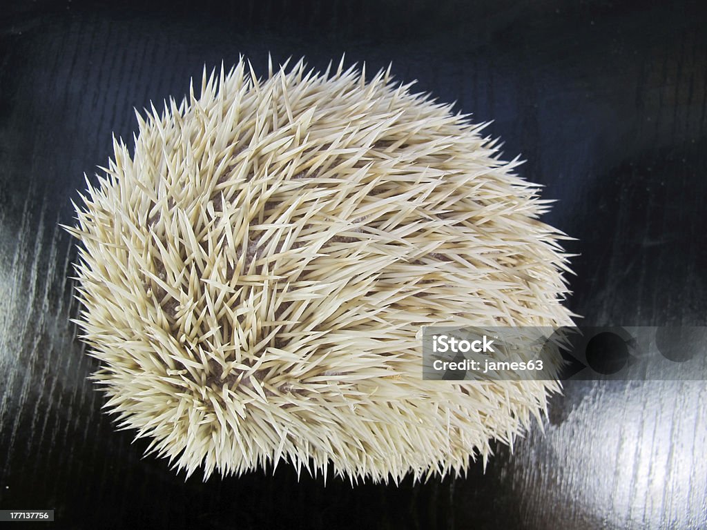 posing little African hedgehog White African posing little hedgehog Animal Stock Photo