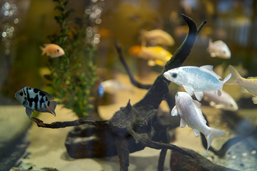 Small fish swimming in a large transparent aquarium