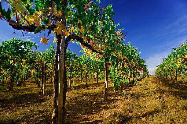 belleza de vineyards in autumnal colores. de chianti, toscana, italia - vinos chilenos fotografías e imágenes de stock