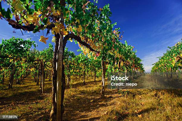 Photo libre de droit de Beauté De Vignobles De Couleurs Automnales Chianti Toscane Italie banque d'images et plus d'images libres de droit de Vignoble