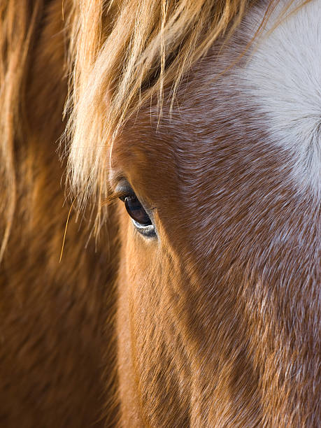 istock Beautiful Horse Eye 177138182