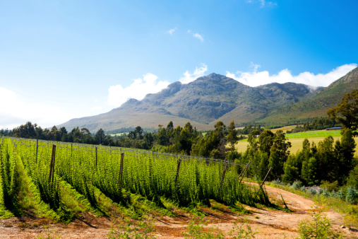 hops field landscape in George, South Africa