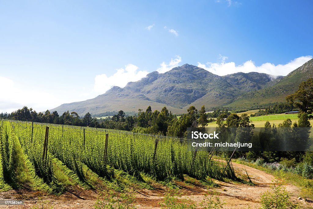 hops field landscape hops field landscape in George, South Africa Hops Crop Stock Photo