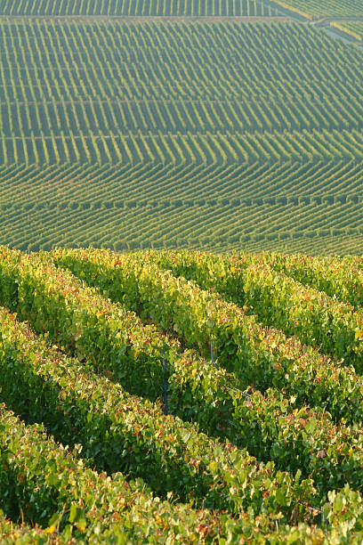 istock Vineyard Landscape in Autumn 177138345