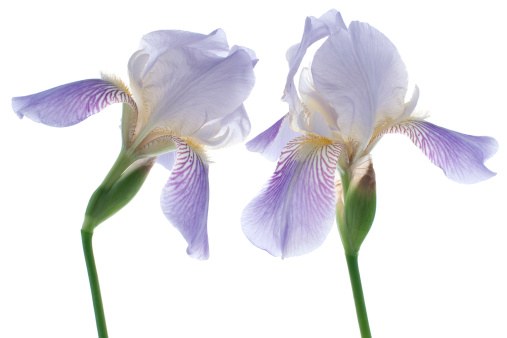 Studio Shot of Blue Colored Iris Flowers Isolated on White Background. Large Depth of Field (DOF). Macro. Symbol of Trust and Wisdom. Emblem of France.