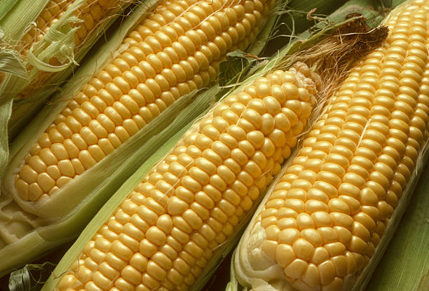 istock Ears of Corn Husked Revealing Yellow Kernels 177138663