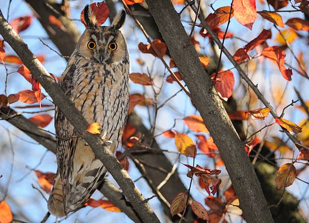 istock long eared owl on a tree and autumn colors 177139242