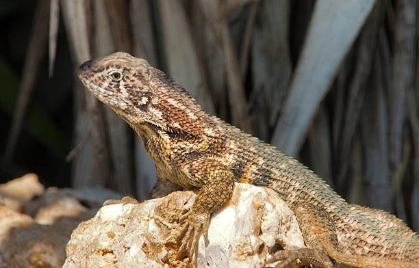 Northern Curly-tailed Lizard (Leiocephalus carinatus) Northern Curly-tailed Lizard (Leiocephalus carinatus) sit under bright sun northern curly tailed lizard leiocephalus carinatus stock pictures, royalty-free photos & images