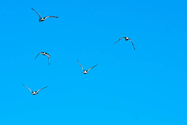 Animal, Bird, Oystercatchers in flight, Blue sky stock photo