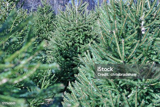 Christmas Tree Farm Foto de stock y más banco de imágenes de Abeto - Abeto, Abeto Picea, Agricultura