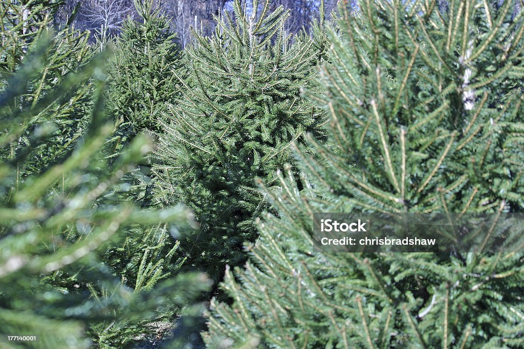 Рождественская дерево ферма - Стоковые фото Без людей роялти-фри