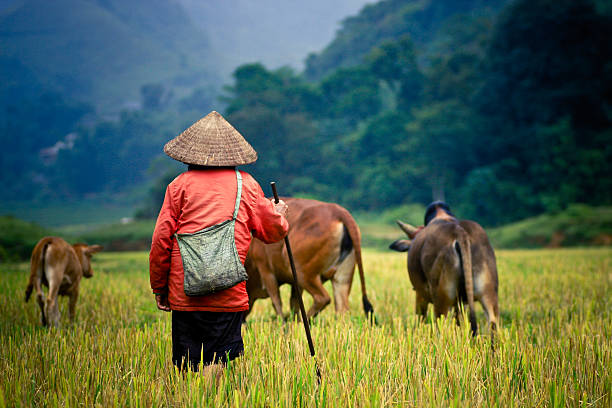 buffalo shepherd sur le champ de riz - myanmar photos et images de collection