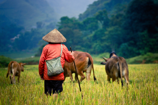 Buffalo shepherd on the rice field in Asia