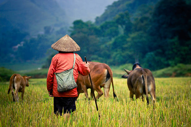 15,100+ Laos People Stock Photos, Pictures & Royalty-Free Images - iStock | Laos culture, Thailand, Singapore people