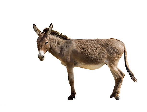 Donkey Donkey isolated on white donkey stock pictures, royalty-free photos & images