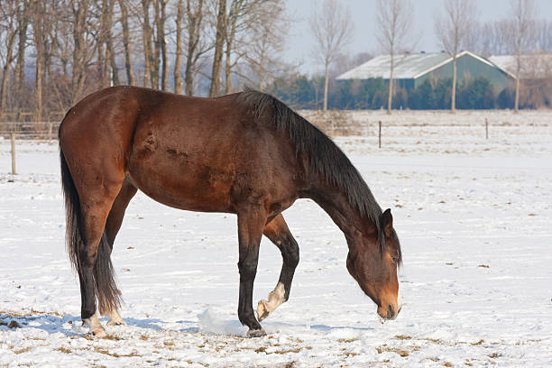 istock Brown horse on snowy meadow  searching for grass 177140193