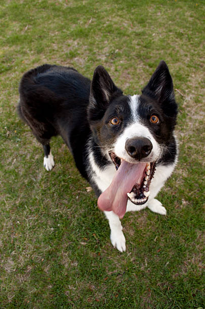 Border collie on floor