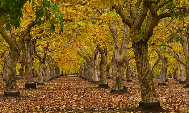 Autumn envelopes an English Walnut (Juglans regia) orchard in the Sacramento Valley of Northern California. English Walnut trees (Juglans regia) are grafted to the rootstock of native black walnuts (Juglans hindsii) to provide disease resistance.