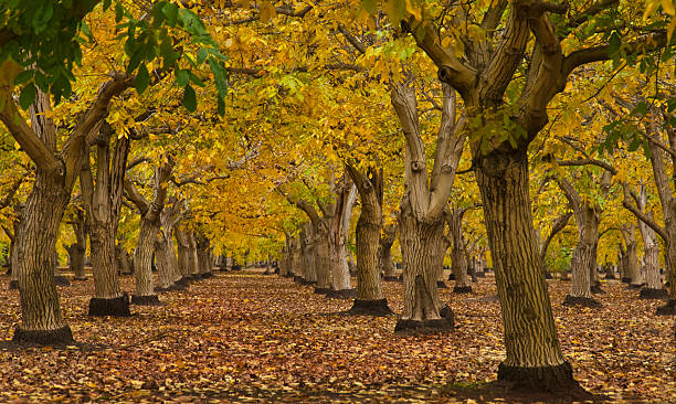 walnutorchard - american walnut стоковые фото и изображения