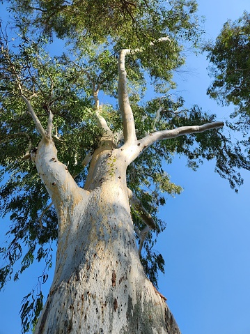bottom view of a big eucalyptus, blue sky