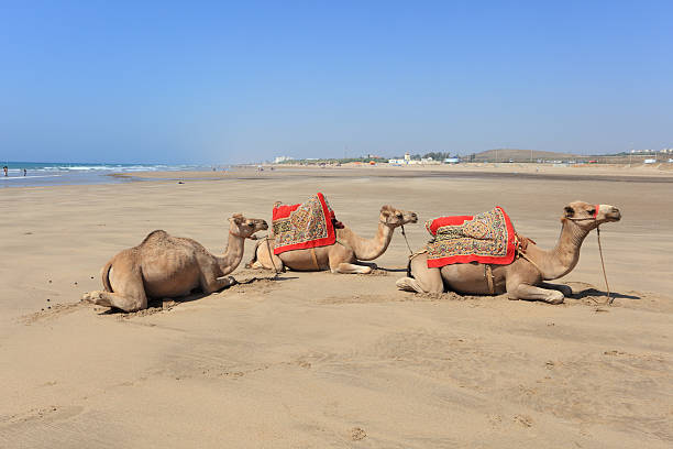 istock Camels on the beach in Asilah, Morocco 177140513