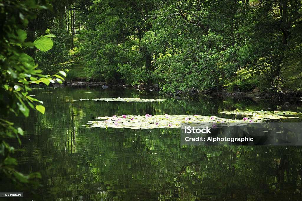 Розовые и белые лилии воды растет wild на Tarn Hows - Стоковые фото Tarn Hows роялти-фри