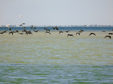 Flock of black seabirds flying over sea waves in perspective under clear sky