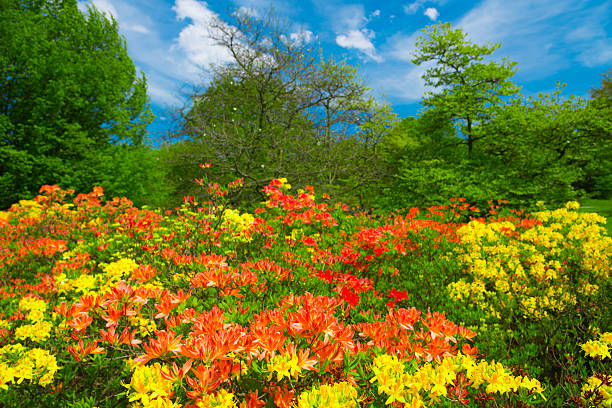 paysage d'été avec fleur azaleas - 36 mpx - ornamental garden vibrant color illuminated air photos et images de collection
