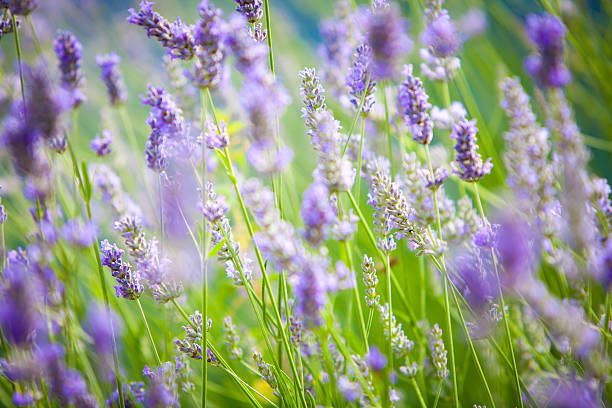 Lavender on hot summers day stock photo