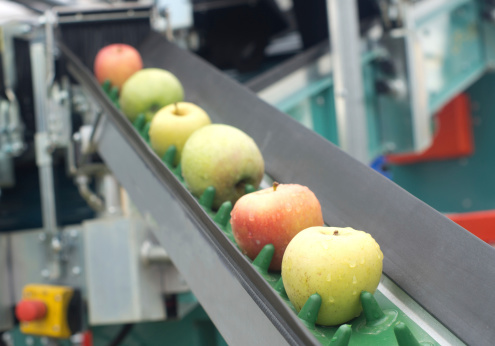 Picked apples on a conveyor belt