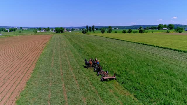 An Aerial, Coming From Behind, View of an Amish Farmer Harvesting His Crop, With Four Horses Pulling his Gas Power Mower on a Sunny Blue Sky, Spring Day