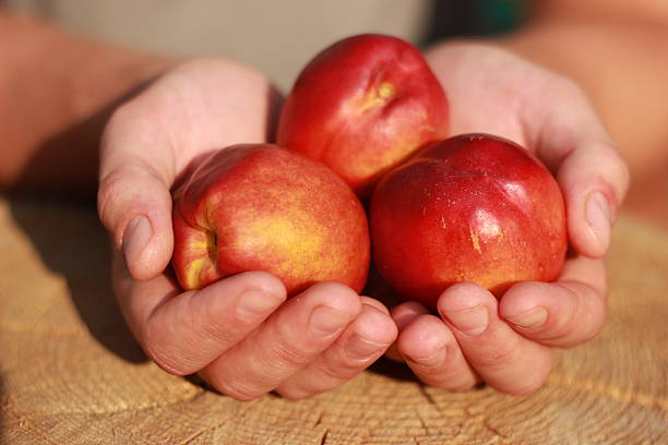 istock peaches in male hands 177141397